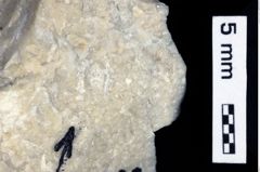 Foto (Detailansicht) von Gastrodorus sp. (NHMW-GEO-1990-0041-0523)